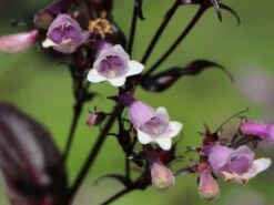 Fingerhutförmiger Bartfaden 'Dark Towers' 16 Fingerhutförmiger Bartfaden 'Dark Towers' -Günstiges Garten Zart Geschäft fingerhutfoermiger bartfaden dark towers m059848 w 2