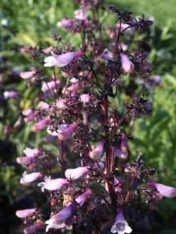 Fingerhutförmiger Bartfaden 'Dark Towers' 18 Fingerhutförmiger Bartfaden 'Dark Towers' -Günstiges Garten Zart Geschäft fingerhutfoermiger bartfaden dark towers m059848 w 3