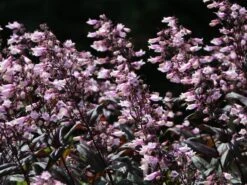 Fingerhutförmiger Bartfaden 'Dark Towers' 17 Fingerhutförmiger Bartfaden 'Dark Towers' -Günstiges Garten Zart Geschäft fingerhutfoermiger bartfaden dark towers m059848 w 4