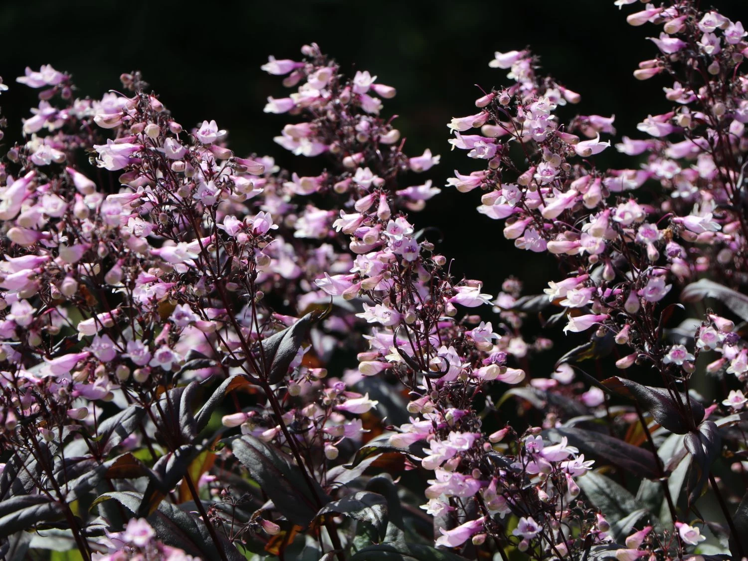 Fingerhutförmiger Bartfaden 'Dark Towers' 9 Fingerhutförmiger Bartfaden 'Dark Towers' – Bild 7