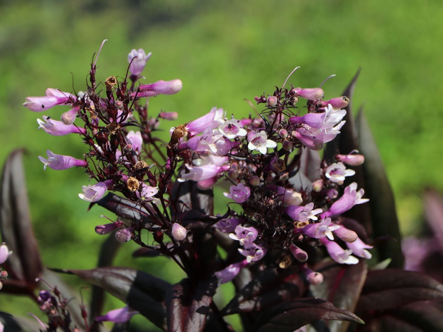 Fingerhutförmiger Bartfaden 'Dark Towers' 11 Fingerhutförmiger Bartfaden 'Dark Towers' – Bild 9