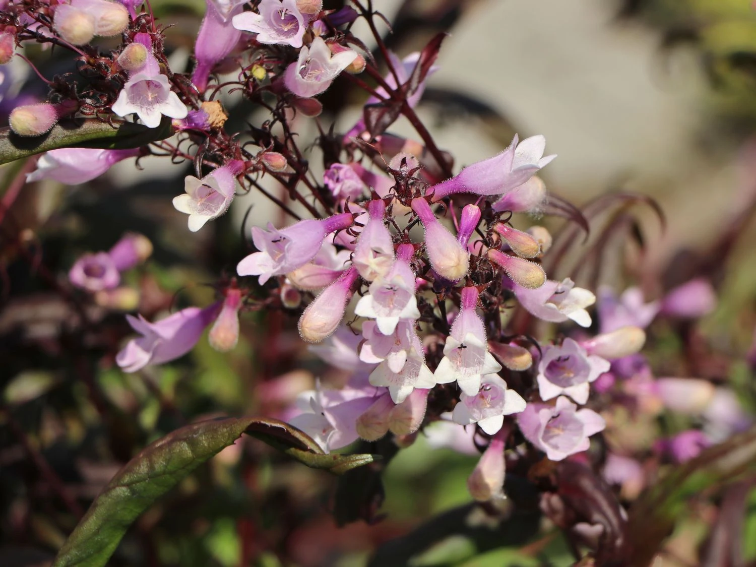 Fingerhutförmiger Bartfaden 'Dark Towers' 4 Fingerhutförmiger Bartfaden 'Dark Towers' – Bild 2