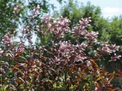 Fingerhutförmiger Bartfaden 'Dark Towers' 13 Fingerhutförmiger Bartfaden 'Dark Towers' -Günstiges Garten Zart Geschäft fingerhutfoermiger bartfaden dark towers m059848 w 7