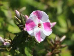 Flammenblume 'Bambini Candy Crush' -Günstiges Garten Zart Geschäft flammenblume bambini candy crush m102748 w 1