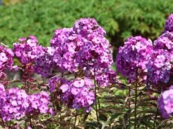 Flammenblume 'Olympus' ®