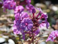 Flammenblume 'Olympus' ® -Günstiges Garten Zart Geschäft flammenblume olympus m124050 w 0