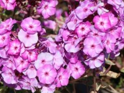 Flammenblume 'Olympus' ® -Günstiges Garten Zart Geschäft flammenblume olympus m124050 w 1