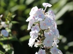 Flammenblume 'Omega'