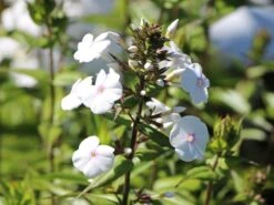 Flammenblume 'Omega' -Günstiges Garten Zart Geschäft flammenblume omega m059885 w 0