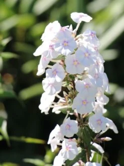 Flammenblume 'Omega' -Günstiges Garten Zart Geschäft flammenblume omega m059885 w 1