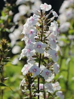 Flammenblume 'Omega' -Günstiges Garten Zart Geschäft flammenblume omega m059885 w 2