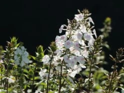 Flammenblume 'Omega' -Günstiges Garten Zart Geschäft flammenblume omega m059885 w 3