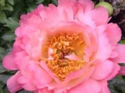 Frühblühende Pfingstrose 'Coral Sunset' -Günstiges Garten Zart Geschäft fruehbluehende pfingstrose coral sunset m059825 806690 0