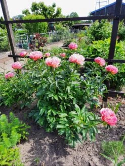 Frühblühende Pfingstrose 'Coral Sunset' -Günstiges Garten Zart Geschäft fruehbluehende pfingstrose coral sunset m059825 936928 0