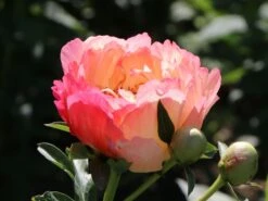 Frühblühende Pfingstrose 'Coral Sunset' -Günstiges Garten Zart Geschäft fruehbluehende pfingstrose coral sunset m059825 w 1