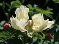 Frühblühende Pfingstrose 'Coral Sunset' -Günstiges Garten Zart Geschäft fruehbluehende pfingstrose coral sunset m059825 w 2