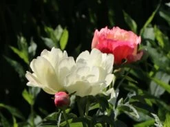 Frühblühende Pfingstrose 'Coral Sunset' -Günstiges Garten Zart Geschäft fruehbluehende pfingstrose coral sunset m059825 w 3