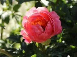 Frühblühende Pfingstrose 'Coral Sunset' -Günstiges Garten Zart Geschäft fruehbluehende pfingstrose coral sunset m059825 w 4