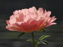 Frühblühende Pfingstrose 'Coral Sunset' -Günstiges Garten Zart Geschäft fruehbluehende pfingstrose coral sunset m059825 w 5