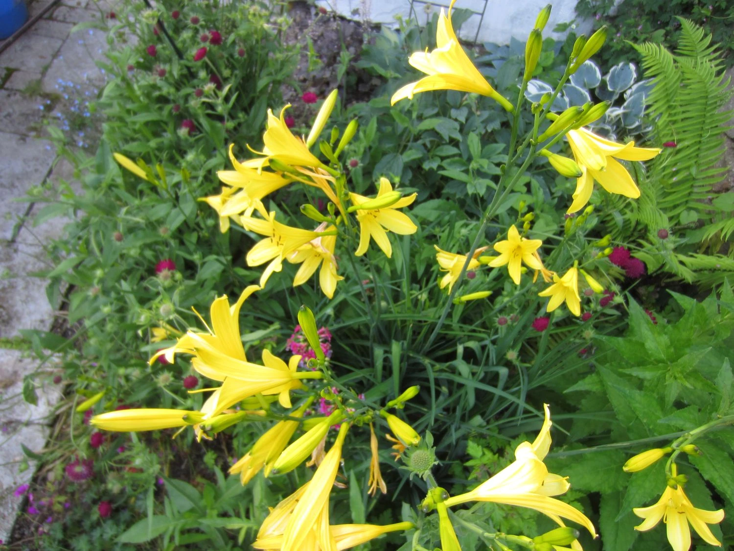 Frühe-Wiesen-Taglilie 12 Frühe-Wiesen-Taglilie – Bild 10