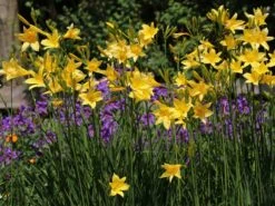 Frühe-Wiesen-Taglilie