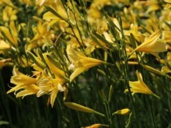 Frühe-Wiesen-Taglilie 14 Frühe-Wiesen-Taglilie -Günstiges Garten Zart Geschäft fruehe wiesen taglilie m015312 w 0