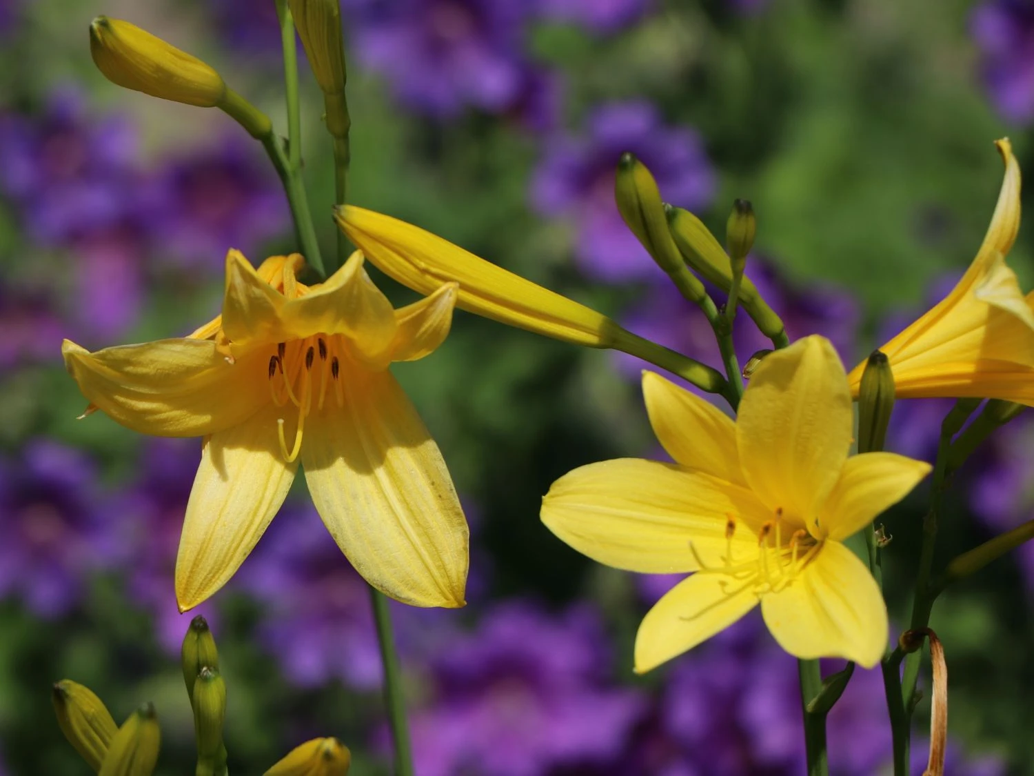 Frühe-Wiesen-Taglilie 4 Frühe-Wiesen-Taglilie – Bild 2