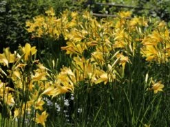 Frühe-Wiesen-Taglilie 16 Frühe-Wiesen-Taglilie -Günstiges Garten Zart Geschäft fruehe wiesen taglilie m015312 w 2