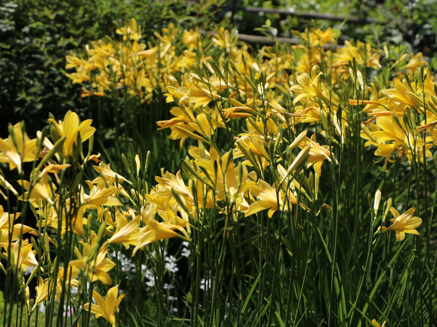 Frühe-Wiesen-Taglilie 7 Frühe-Wiesen-Taglilie – Bild 5