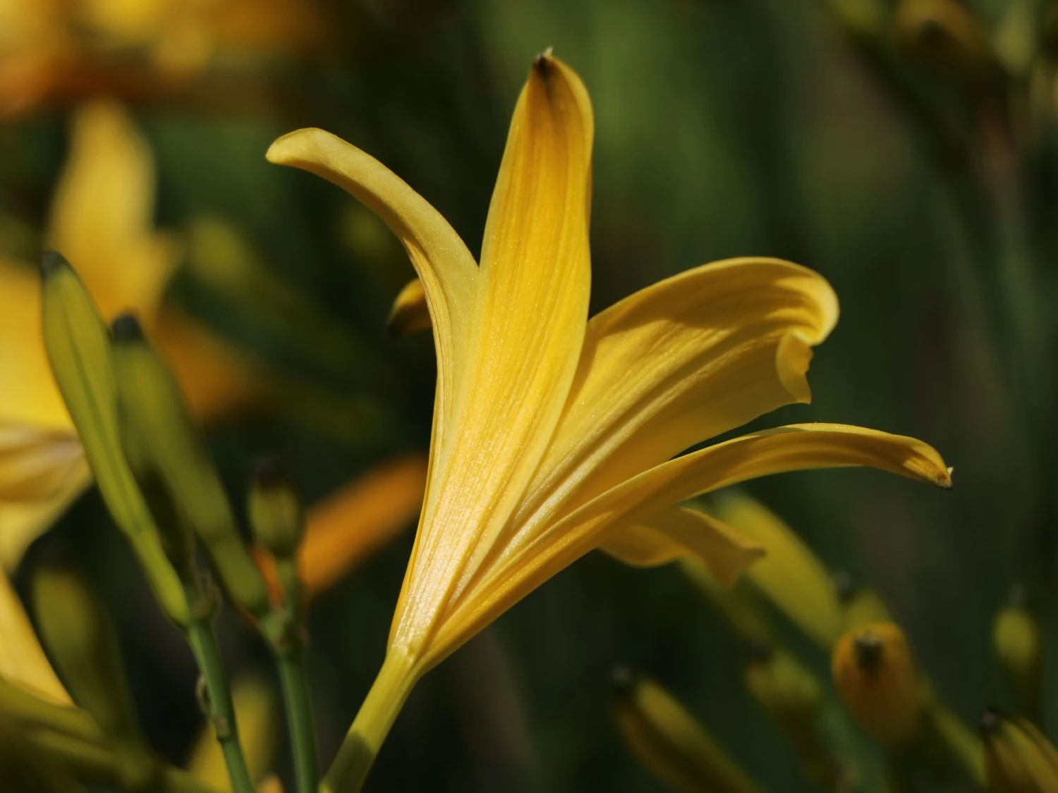 Frühe-Wiesen-Taglilie 6 Frühe-Wiesen-Taglilie – Bild 4