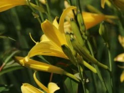 Frühe-Wiesen-Taglilie 18 Frühe-Wiesen-Taglilie -Günstiges Garten Zart Geschäft fruehe wiesen taglilie m015312 w 4