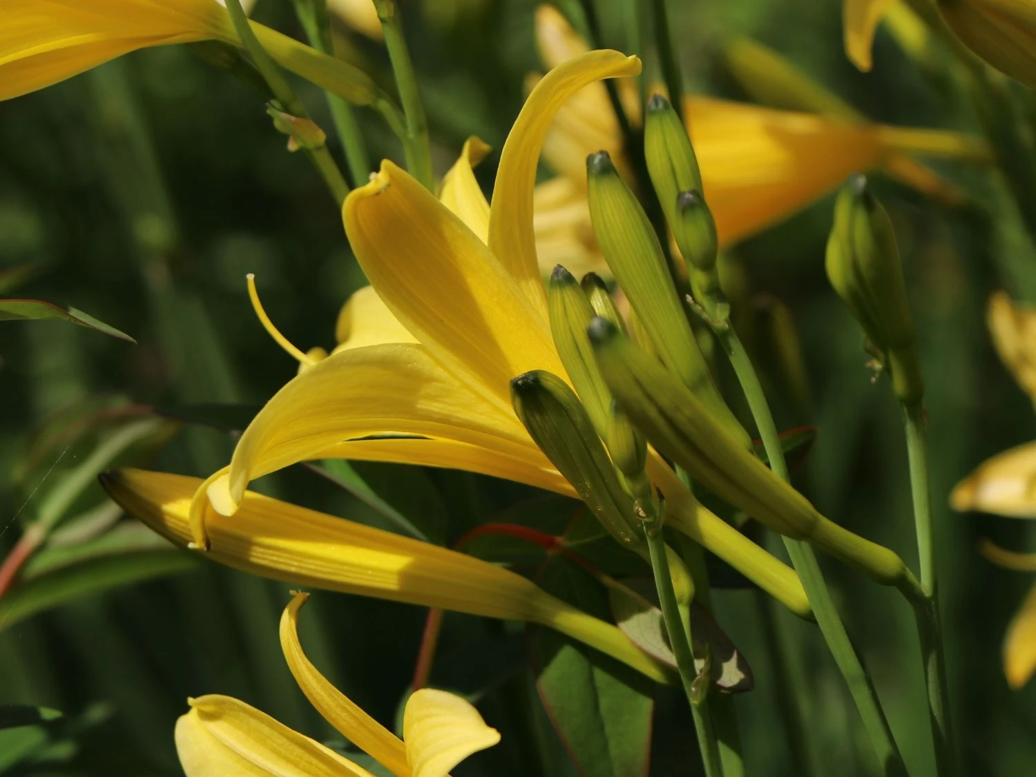 Frühe-Wiesen-Taglilie 9 Frühe-Wiesen-Taglilie – Bild 7