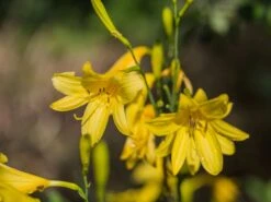 Frühe-Wiesen-Taglilie 19 Frühe-Wiesen-Taglilie -Günstiges Garten Zart Geschäft fruehe wiesen taglilie m015312 w 5