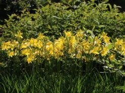 Frühe-Wiesen-Taglilie 17 Frühe-Wiesen-Taglilie -Günstiges Garten Zart Geschäft fruehe wiesen taglilie m015312 w 6