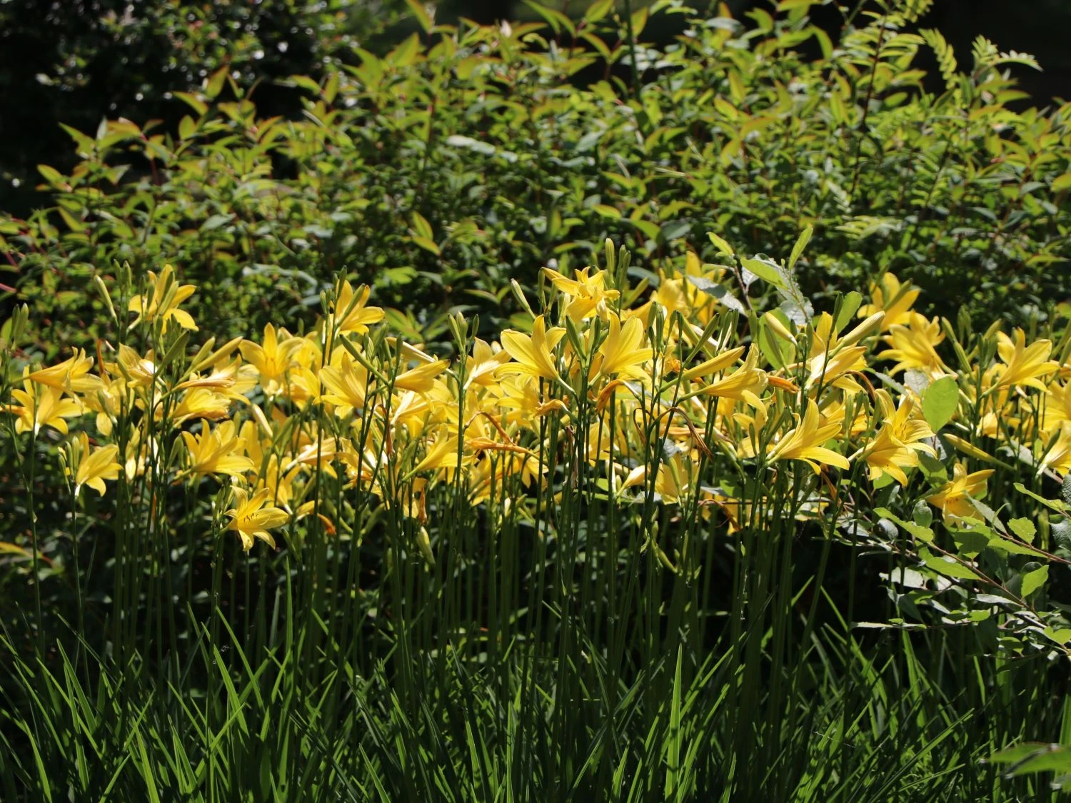 Frühe-Wiesen-Taglilie 8 Frühe-Wiesen-Taglilie – Bild 6