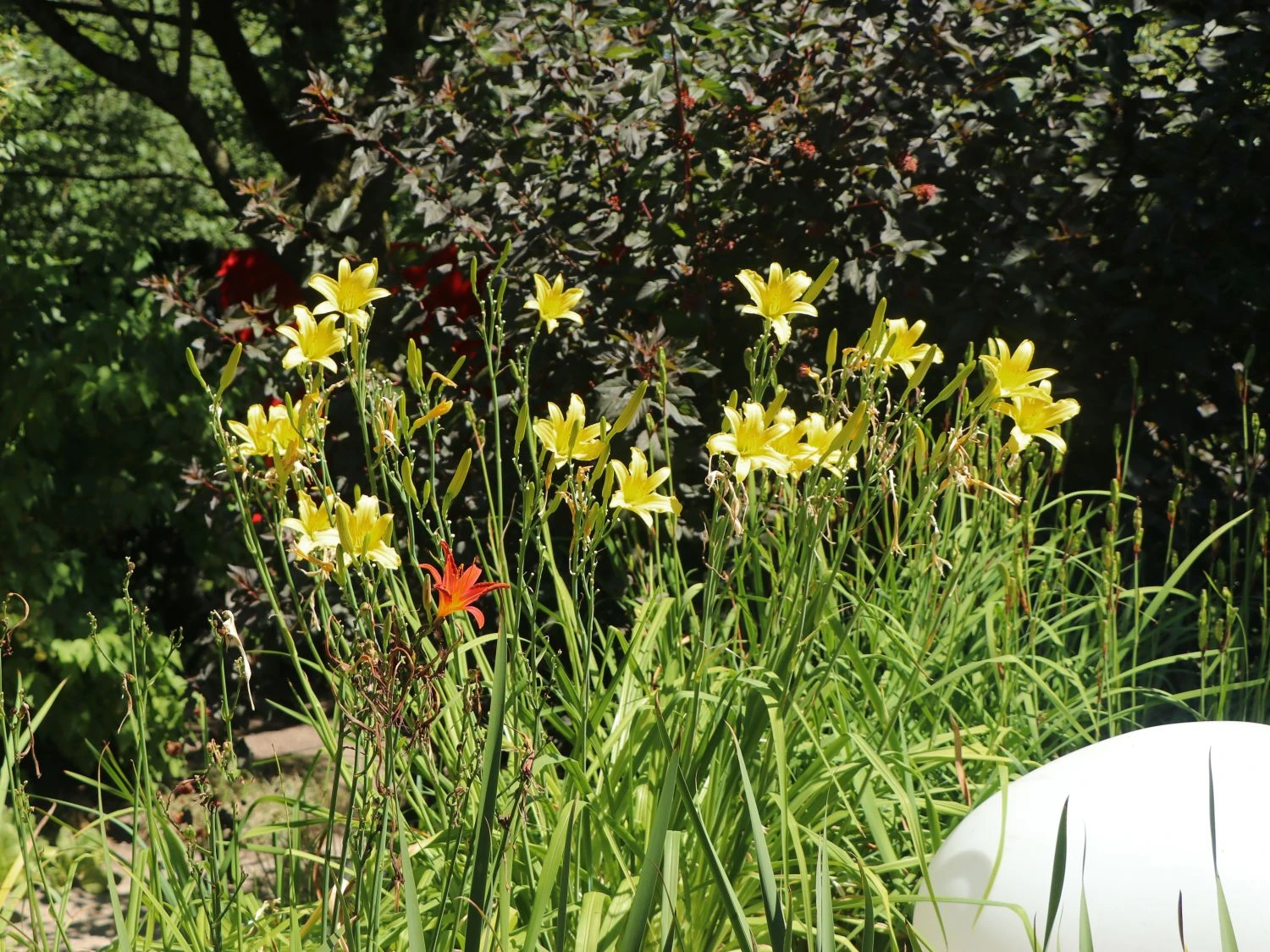 Frühe-Wiesen-Taglilie 11 Frühe-Wiesen-Taglilie – Bild 9