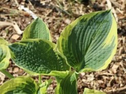 Funkie 'American Halo' -Günstiges Garten Zart Geschäft funkie american halo m062312 w 0