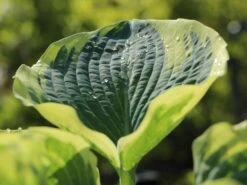 Funkie 'American Halo' -Günstiges Garten Zart Geschäft funkie american halo m062312 w 1