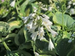 Funkie 'American Halo' -Günstiges Garten Zart Geschäft funkie american halo m062312 w 2