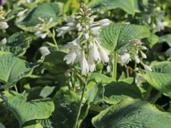 Funkie 'American Halo' -Günstiges Garten Zart Geschäft funkie american halo m062312 w 3