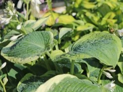 Funkie 'American Halo' -Günstiges Garten Zart Geschäft funkie american halo m062312 w 4