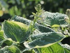 Funkie 'American Halo' -Günstiges Garten Zart Geschäft funkie american halo m062312 w 5