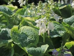 Funkie 'American Halo' -Günstiges Garten Zart Geschäft funkie american halo m062312 w 6