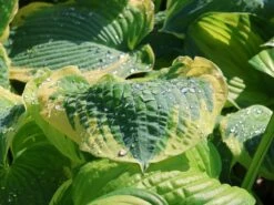 Funkie 'American Halo' -Günstiges Garten Zart Geschäft funkie american halo m062312 w 7