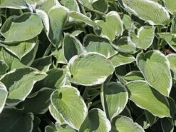 Funkie 'Barbara Ann'