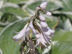 Funkie 'Barbara Ann' -Günstiges Garten Zart Geschäft funkie barbara ann m059107 w 1