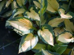 Funkie 'Captain Kirk'