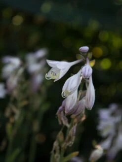 Funkie 'Captain Kirk' -Günstiges Garten Zart Geschäft funkie captain kirk m081869 w 1