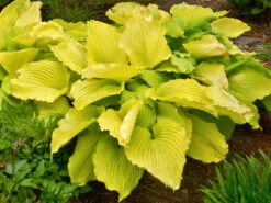 Funkie 'Coast To Coast'