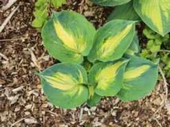 Funkie 'Dream Queen' -Günstiges Garten Zart Geschäft funkie dream queen m062317 w 0